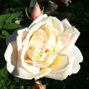 Rosa ‘Solfatare’ – Rosa Noisette Giallo Zolfo Profumata