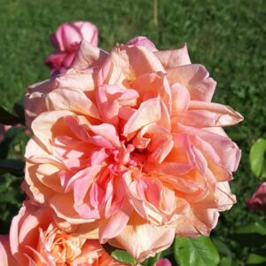 Rosa ‘Isabelle Nabonnand’ – Rosa Tea Rosa Ramato Profumata