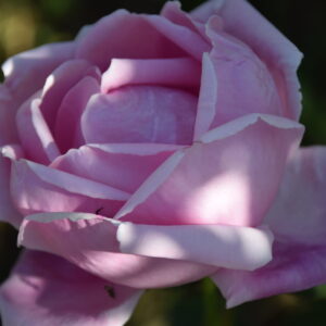 Rosa ‘Lisette de Béranger’ – Ibrido Perpetuo Rosa