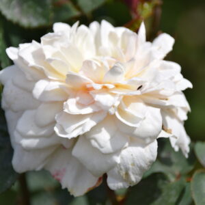 Rosa ‘Madame Cornelissen’ – Bourbon Bianca Marmorizzata Rosa