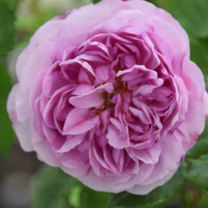 Rosa ‘Toussaint-Louverture’ – Rosa Bourbon Rosso Violaceo