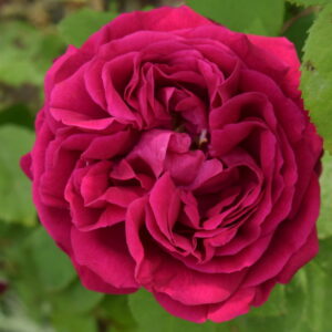 Rosa ‘Rosso Tiziano’ – Rosa Bourbon Ritrovata Profumata