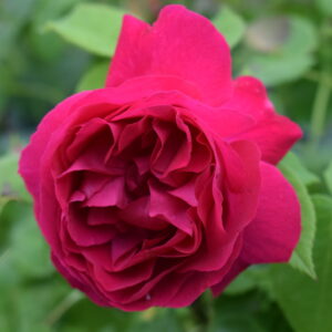 Rosa ‘Victor Verdier’ – Ibrido Perpetuo Rosa Cremisi