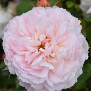 Rosa ‘Gruss an Aachen’ – Floribunda Storica Rosa Crema