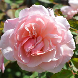 Rosa ‘Pink Gruss an Aachen’ – Rosa Rosa Antico Rifiorente