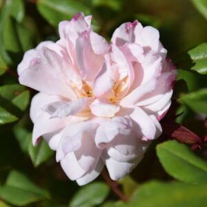 Rosa ‘Spice’ – Rosa Bermuda Bianca Speziata