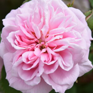Rosa ‘Souvenir de Mme Auguste Charles’ – Bourbon Rosa Profumata
