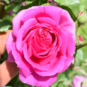 Rosa ‘Mrs Reynolds Hole’ – Rosa Tea Rosa Porpora Profumata