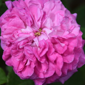 Rosa ‘Rose du Roi’ – Rosa Portland Rosso Carminio Profumata
