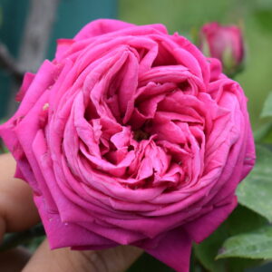 Rosa ‘Geloso’ – Rosa Rara da Collezione