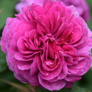 Rosa ‘Rose du Roi à Fleurs Pourpres’ – Rosa Portland Porpora Profumata