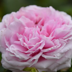 Rosa ‘Robert Perpetual’ – Rosa Portland Rosa Argento Profumata