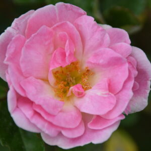 Rosa ‘Nathalie Nypels’ – Polyantha Rosa Rifiorente