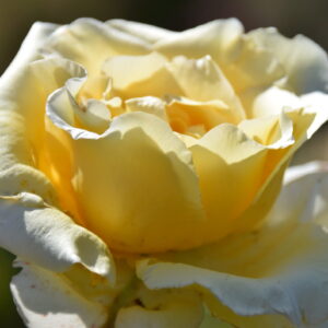 Solfatare Tête d’Or’ – Rosa Antica Gialla da Collezione