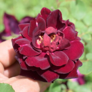 Rosa ‘Louis XIV’ – Chinensis Cremisi Scuro Profumata