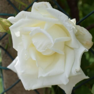 Rosa ‘Climbing Mrs Herbert Stevens’ – Ibrido di Tea Rampicante Bianco
