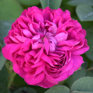 Rosa ‘Rose de Rescht’ – Rosa Portland Porpora Profumata