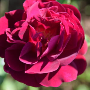 Rosa ‘Vulcain’ – Ibrido Perpetuo Viola Scuro Profumato