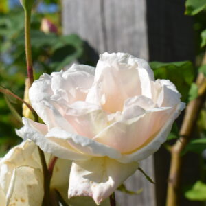 Rosa ‘Madame Alfred Carrière’ – Noisette Bianca Rampicante