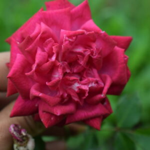 Rosa ‘Cramoisi Supérieur’ – Chinensis Rosso Cremisi