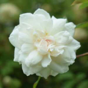 Rosa ‘Park’s Yellow Tea-Scented China’ – Antica Rosa Tea Gialla