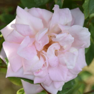 Rosa ‘La Sylphide’ – Rosa Tea Antica Rosa Crema