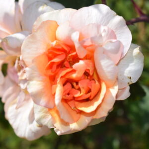 Rosa ‘Jean André’ – Rosa Tea Arancio e Gialla
