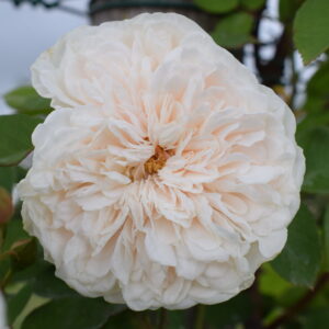 Sombreuil