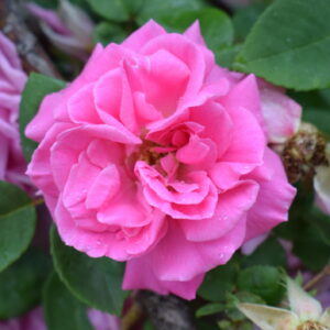 Rosa ‘Zéphirine Drouhin’ – Bourbon Rampicante Rosa Profumata