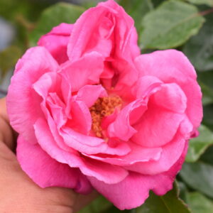Rosa ‘Charles de Legrady’ – Rosa Tea Rossa Antica