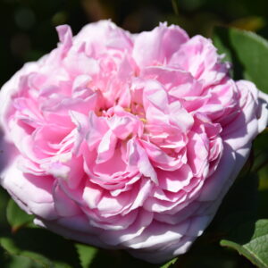 Rosa ‘Souvenir de McKinley’ – Rosa Portland Rosa Profumata