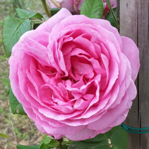 Rosa ‘Héroïne de Vaucluse’ – Bourbon Rosa Carminio