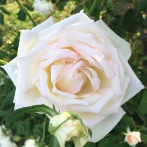Rosa ‘Mrs Foley Hobbs’ – Rosa Tea Bianco Avorio Profumata