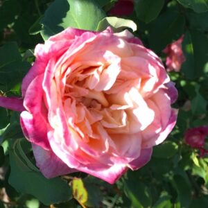 Rosa ‘Rosette Delizy’ – Giallo Albicocca e Rosa Carminio