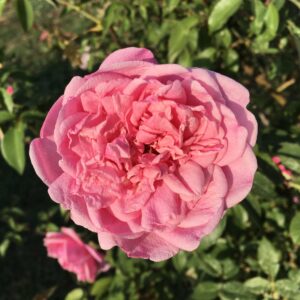 Rosa ‘Mrs B. R. Cant’ – Rosa Tea Rosa Intenso