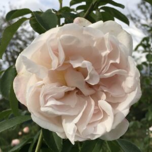 Rosa ‘Victor Veladin’ – Rosa Tea Bianca Sfumata di Rosa
