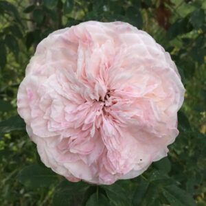 Rosa ‘J.J.’ – Rosa Rifiorente Profumata da Collezione