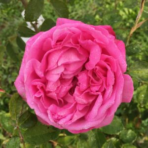 Rosa ‘Icaro’ – Rosa Rara da Collezione