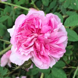 Rosa ‘Gallica Roma’ – Rosa Gallica Ritrovata