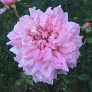 Rosa ‘Regulus’ – Rosa Tea Rosa Ramato Profumata