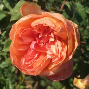 Rosa ‘Clementina Carbonieri’ – Rosa Tea Italiana Salmone
