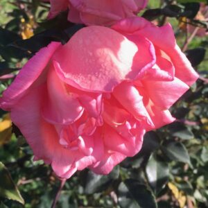 Rosa ‘Morena’ – Rosa Rara da Collezione
