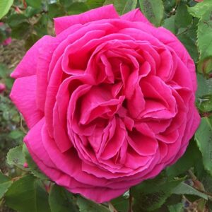 Rosa ‘Souvenir de Louis Gaudin’ – Bourbon Porpora Scuro