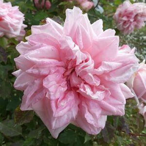 Rosa ‘Paul Nabonnand’ – Rosa Tea Rosa Salmone