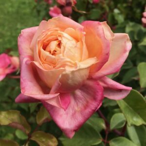 Rosa ‘Tea Supino’ – Rosa Tea Ritrovata Rosa e Oro