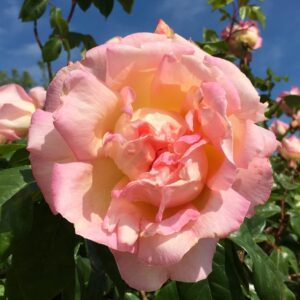 Rosa ‘Souvenir de Madame Léonie Viennot’ – Rosa Tea Rampicante Rosa Ramato