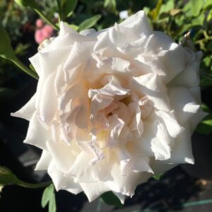 Rosa ‘Niphetos’ – Rosa Tea Bianca Antica e Profumata
