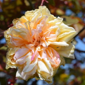 Rosa ‘Rêve d’Or’ – Noisette Giallo Oro Rampicante