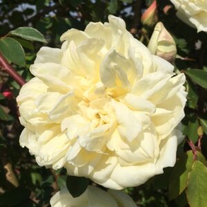 Rosa × odorata ‘Hume’s Blush’ – Rosa Cinese Profumata di Tè