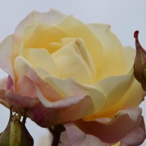 Rosa ‘Mrs Dudley Cross’ – Rosa Tea Giallo Crema e Rosa